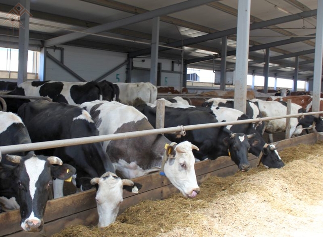 Коровы на молочной ферме. Фото Николая Плотникова