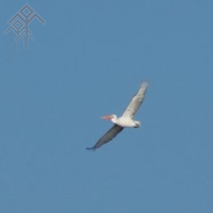 Ибресинский пеликан в полете