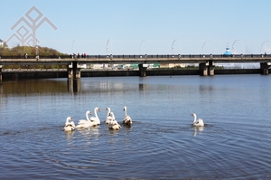 Белые лебеди украшают Чебоксарский залив с 2004 года
