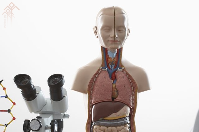 Год борьбы с болезнями органов дыхания объявлен в здравоохранении Чувашии в 2016 году